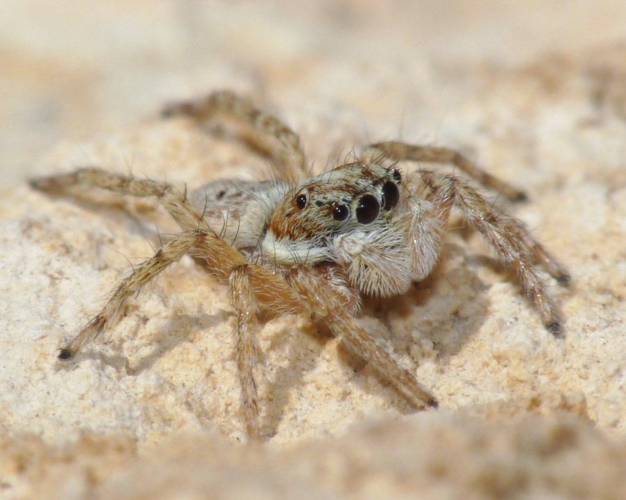 Menemerus semilimbatus; Menemerus bivittatus